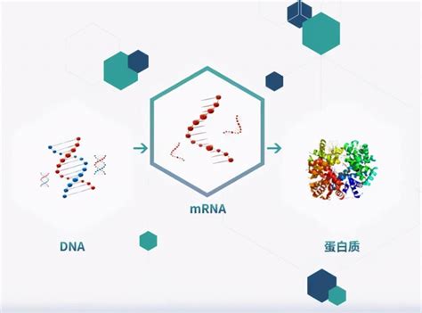 新研究：mRNA新冠疫苗可诱导持久的免疫反应 - 字节点击