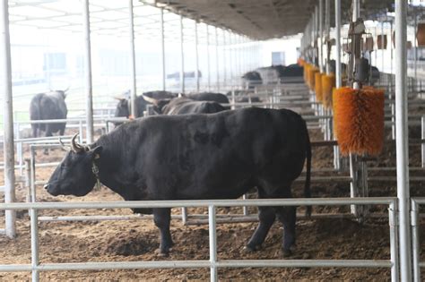 我国养牛产业发展现状及前景趋势分析-产业趋势-中金普华产业研究院