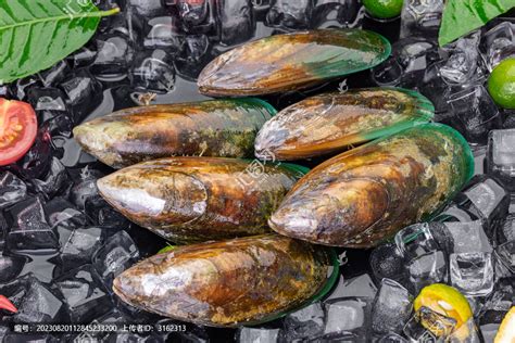 非常大的海虹是什么,特别大的海虹叫什么,海虹是怎么来的_大山谷图库