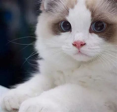 给宠物猫取名字洋气可爱两个字(宠物猫名字可爱洋气女)-小猫百科资讯-分享库