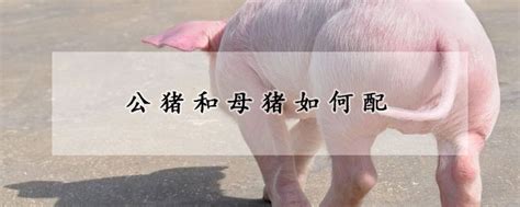 公猪和母猪如何配 —【发财农业网】