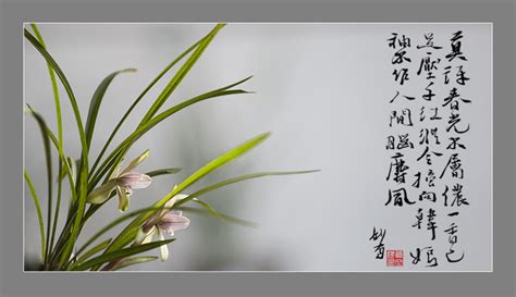 赞兰花的诗佳句,像兰花一样做人的句子,形容兰花气质清雅诗句_大山谷图库