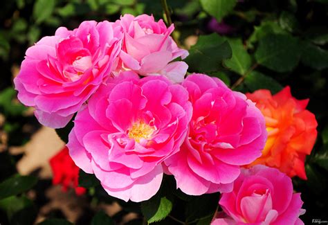 5款橙色系玫瑰品种介绍，每一款都是最明朗温暖的颜色! - 知乎