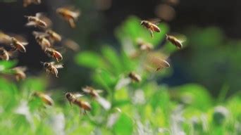 蜂群的慢动作，蜜蜂绕着蜂巢飞来飞去_1920X1080_高清视频素材下载(编号:6221661)_实拍视频_光厂(VJ师网) www ...