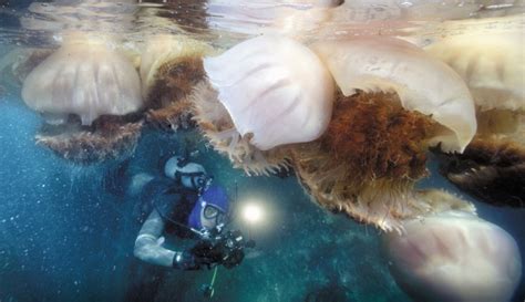 世界上最大的水母是什么样子（世界上最大的水母有多长）_玉环网