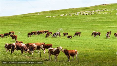牛羊满山坡,草原风光,自然风景,摄影素材,汇图网www.huitu.com
