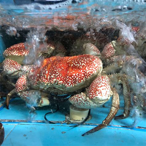 生冻皇帝蟹鲜活澳洲螃蟹海鲜水产超特大椰子蟹帝王蟹酒楼食材商用-阿里巴巴