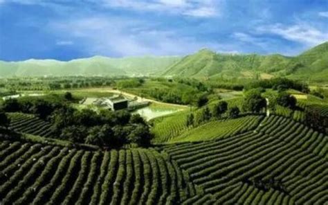 普洱茶产地分布图-茶语网,当代茶文化推广者