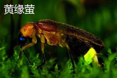 萤火虫种类，不同品种的体型不同 - 农宝通