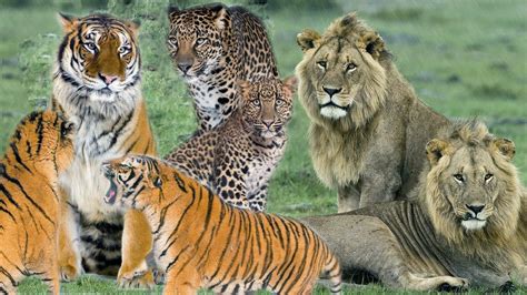 虎与豹的体型对比图，真不是一个量级的|花豹|体型|雌虎_新浪新闻