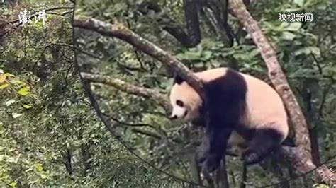 熊猫栖息在树枝上高清图片下载-正版图片600762121-摄图网