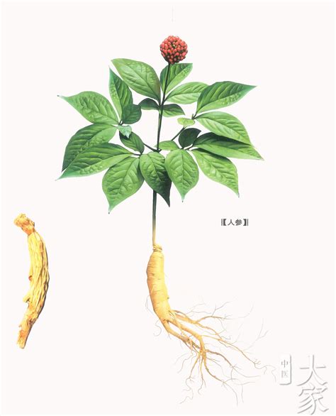 人参叶子全部图片