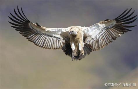 寻访哈萨克族失落的驯鹰人|文章|中国国家地理网