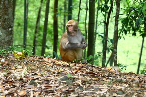 野生动物猴子高清图片下载-正版图片308044416-摄图网