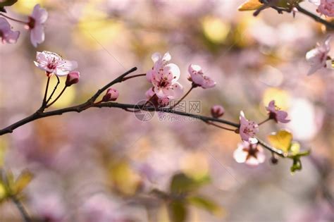 美丽的日本樱桃花背景春日有朵的柔软新投标高清图片下载-正版图片307964087-摄图网