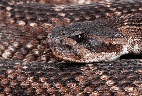 龙尾蛇的肖像摇铃爬虫野生动物高清图片下载-正版图片320646562-摄图网