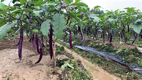 实现良种推广、嫁接栽培“两个百分百” 7200亩高山茄子助农增收