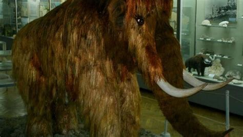 俄罗斯发现保存完好猛犸象尸体 (4)--图片频道--人民网