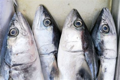 青岛鲜鲅鱼上市价格有点高 一招教你识别鲜鲅鱼和冰冻鲅鱼|鲅鱼|青岛|价格_新浪新闻