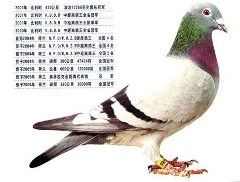 世界十大名鸽图片欣赏,的五大鸽系,名鸽超级种雌图片(第3页)_大山谷图库