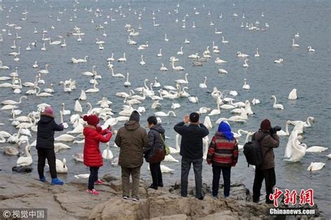 天鹅成群结队越冬威海 吸引大批游客_坪山新闻网