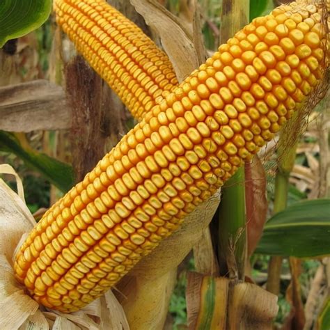 2022年种什么玉米品种好-2022年种什么玉米种子高产 - 见闻坊