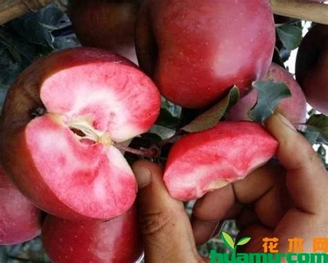 红肉苹果哪个品种好？红肉苹果品种大全介绍-种植技术-中国花木网