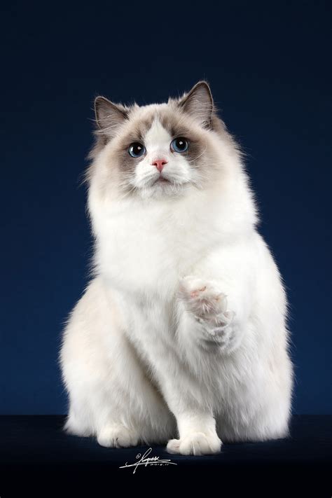 布偶猫图片
