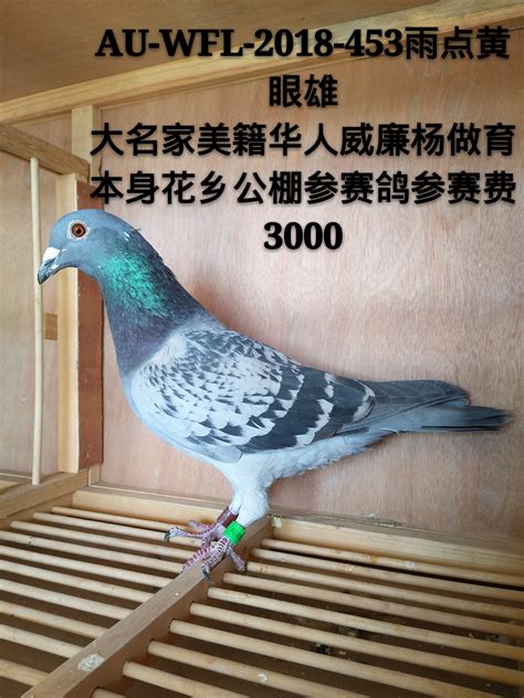 鸽舍-中国信鸽信息网相册