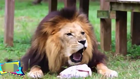 狮子打架猛，还是老虎打架凶？，谁是百兽之王一目了然_腾讯视频