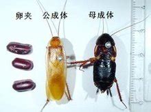 蟑螂的8种类型以及如何区分它们 - Betway必威下载