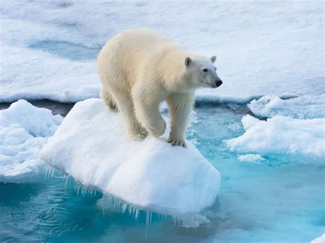 北极熊可以连续游泳9天超过六百公里__财经头条