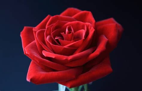 常见玫瑰花有哪些种类（红色系和白色系）- 昆明本地宝
