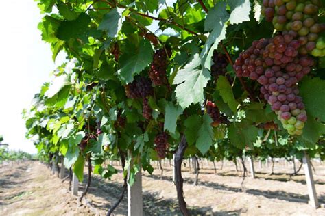 夏黑葡萄种植技术，选择适合当地种植的品种是关键-农百科