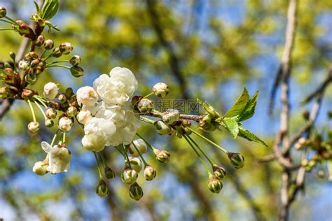 樱桃树果园的花在春日开花高清图片下载-正版图片505008410-摄图网