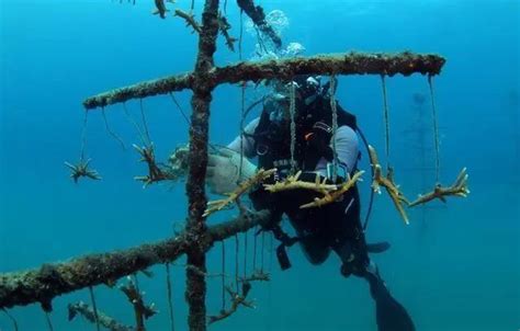 我国如果要在南沙建造人工岛屿，水深最多能达多少米？|南沙|水深|造岛_新浪新闻