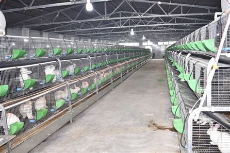 新平县40万头生猪养殖生态循环产业化项目有序推进_建设