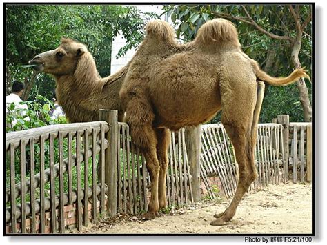 骆驼刺和骆驼之间是什么关系 骆驼刺和骆驼之间是哪些关系_知秀网
