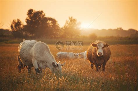 乡村草原上放牧的牛群高清图片下载-正版图片600696834-摄图网