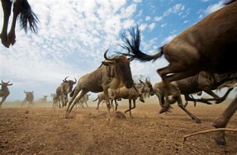 受益摄影作品 东非野生动物大迁徙
