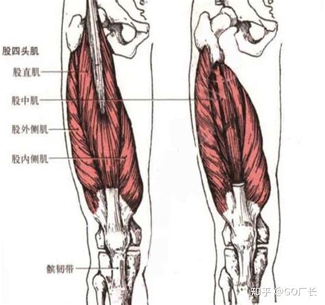 下肢肌肉解剖图图片