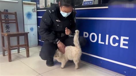 西安消防官兵爱心营救 小猫结束7天"夹缝生活" -爱心|好人-浙江在线-在线首页