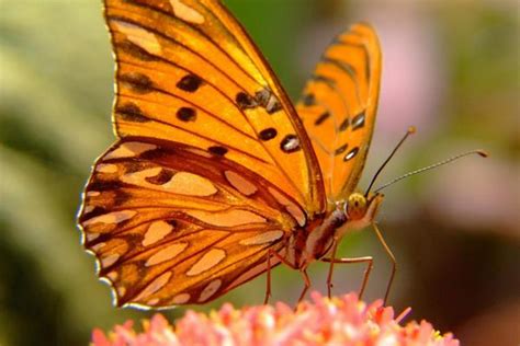 蝴蝶是什么动物类型 它是一种美丽的昆虫-百科-优推目录