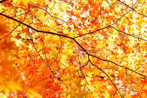 秋天的树叶作文500字 秋天树叶的作文 - 趣智分享
