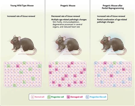 返老还童有望实现，科学家们通过基因治疗使小鼠的细胞更年轻 – 肽度TIMEDOO