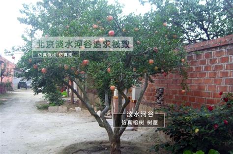 适合院子栽的大石榴树 红袍石榴树 果树图片_青青盆景园艺_园林网