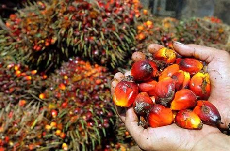 什么是棕榈油，红棕榈油，白棕榈油，硬棕榈油？_红棕榈油,棕榈油加工常见问题