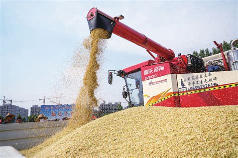 汉滨：小麦丰收了-安康市农业农村局