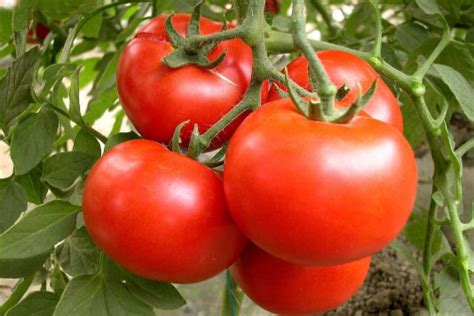 普罗旺斯番茄和普通番茄的区别(如何挑选普罗旺斯番茄) - 百科 - 布条百科