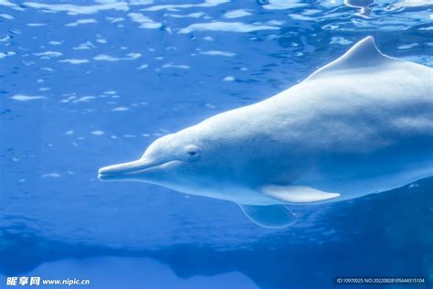 中华白海豚的故乡------三娘湾-钦州旅游攻略-游记-去哪儿攻略